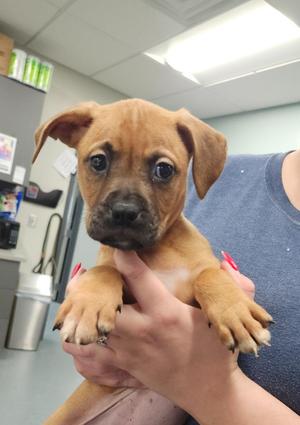 Apricot, Pit Bull Terrier, puppy, available for adoption