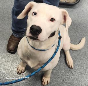 Lucky, Mixed Breed, puppy, available for adoption