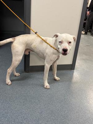 A white dog with a yellow leash standing on a gray floor