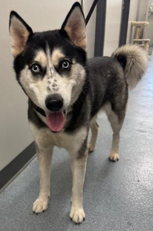 Kelly, Husky, adult, available for adoption