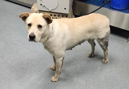A light-colored dog with a slightly scruffy coat standing on a gray floor.