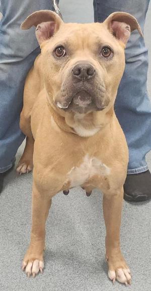 A tan-colored dog with a muscular build and a broad head, standing on a gray surface. The dog has a white patch on its chest and is looking directly at the camera. The background shows part of a person's legs wearing blue jeans and black shoes.