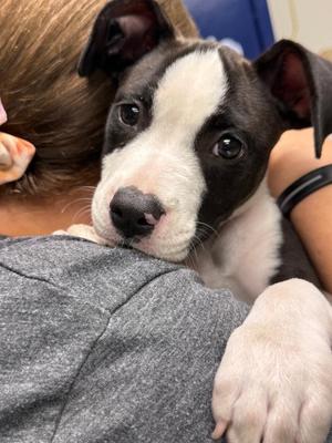 Oreo, Pit Bull Terrier, puppy, available for adoption