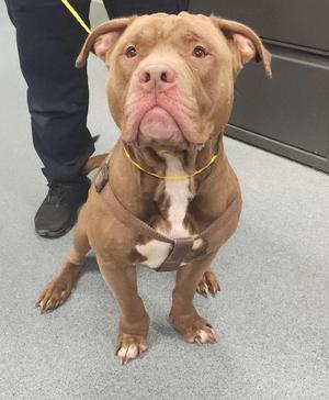 Mike, Pit Bull Terrier, young, available for adoption