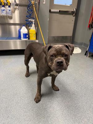 Gotti, Pit Bull Terrier, adult, available for adoption