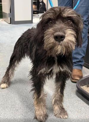 Timmy, Mixed Breed, young, available for adoption