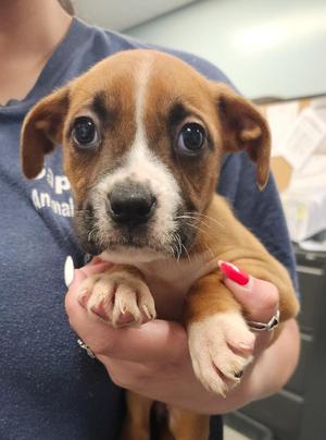 Strawberry, Pit Bull Terrier, puppy, available for adoption