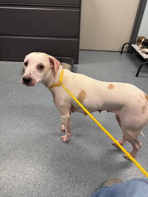 A white dog with brown spots standing on a gray carpet, wearing a yellow leash.