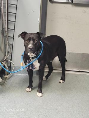 A black dog with white paws and a blue leash stands in a room with a gray floor and walls. The dog has a white patch on its chest and is looking directly at the camera. The date "October 04, 2026" is visible in the bottom left corner of the image.