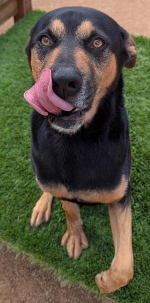 Duke, Rottweiler Mix, adult, available for adoption