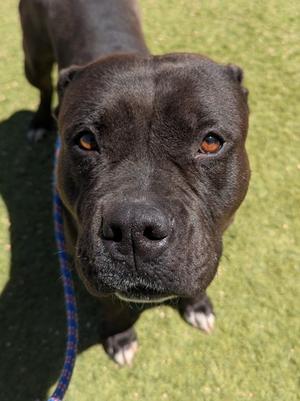 Mattie, American Pit Bull Terrier Mix, senior, available for adoption
