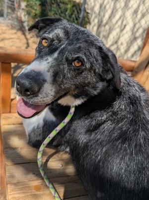 Hoon, Australian Cattle Dog Mix, adult, available for adoption