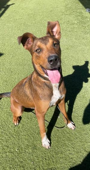 Jake, Pit Bull Terrier Mix, young, available for adoption