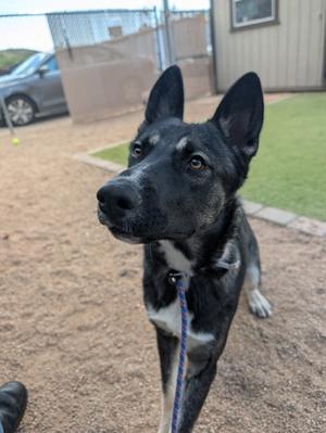 Jelly, German Shepherd Dog Mix, young, available for adoption