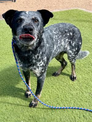 Dexter, Australian Cattle Dog Mix, adult, available for adoption