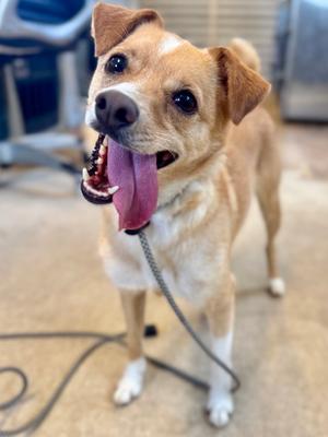 Cap, Chihuahua - Smooth Coated Mix, adult, available for adoption