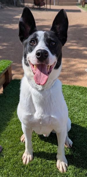 Bodie, American Pit Bull Terrier Mix, adult, available for adoption