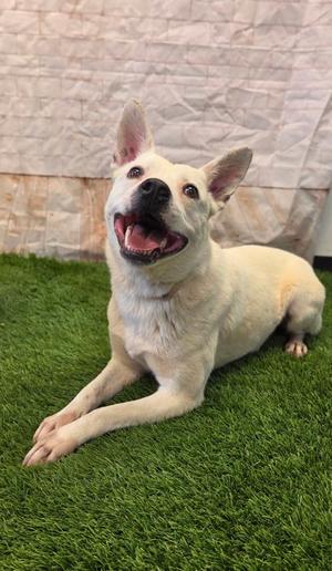 Cane, Australian Cattle Dog Mix, adult, available for adoption