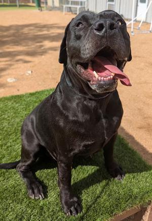 Kona, Cane Corso Mix, adult, available for adoption