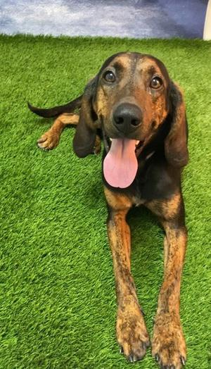 Elton, Hound Mix, adult, available for adoption