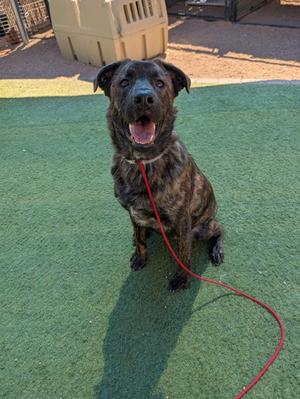 A happy brindle-colored dog with a red leash sits on green turf outdoors.
