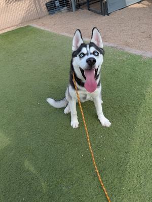 A happy husky dog sitting on a green artificial turf, wearing a leash and looking directly at the camera with its tongue out.