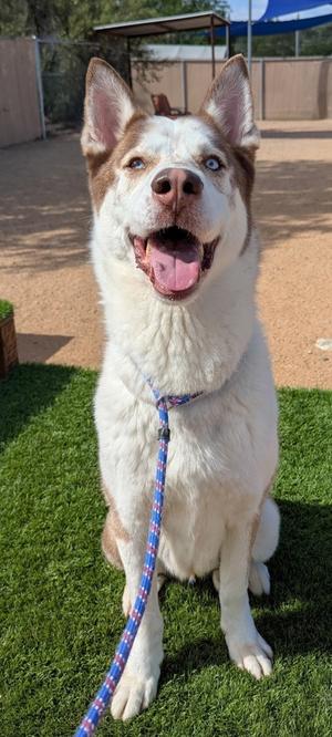 Hermes, Siberian Husky Mix, senior, available for adoption