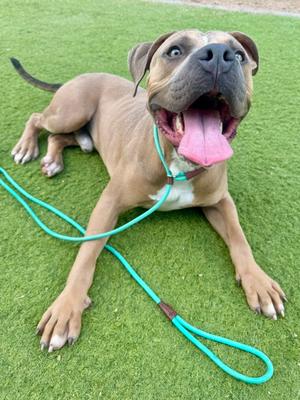 A happy brown dog with a pink tongue sticking out, lying on green grass with a green leash attached to its collar.