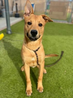 Granite, Labrador Retriever Mix, young, available for adoption