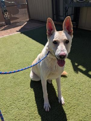 Lee, German Shepherd Dog Mix, adult, available for adoption