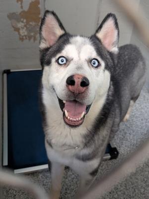 Kaiba, Siberian Husky Mix, adult, available for adoption