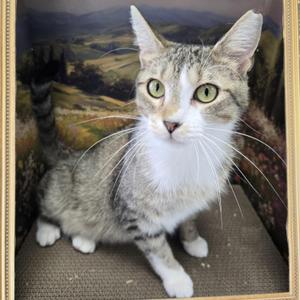 Daydream, adult, available for adoption