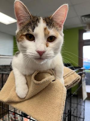 Sunrise, adult, available for adoption
