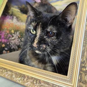 Gees, adult, available for adoption