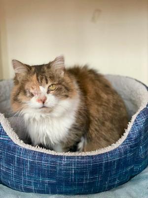 Callie, senior, available for adoption