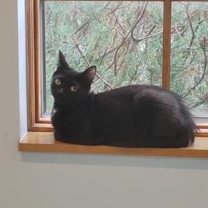 A black cat sitting on a windowsill, looking out the window.