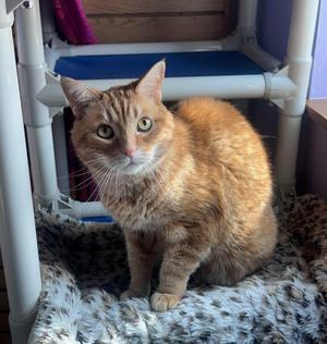 Gus, senior, available for adoption