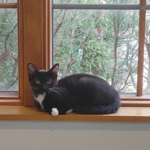 A black and white cat sitting on a wooden windowsill, looking out the window at trees.