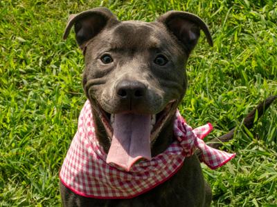 Dream-(in foster), Mixed Breed, young, available for adoption