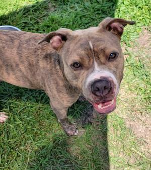Garvey, Mixed Breed, adult, available for adoption