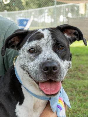 Dixie, Mixed Breed, adult, available for adoption