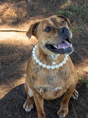 Bella, Mixed Breed, adult, available for adoption