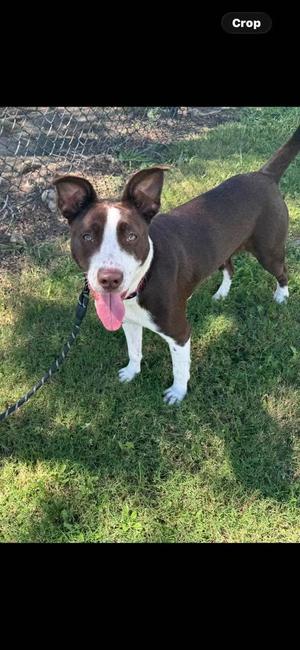 A brown and white dog with a pink tongue sticking out, standing on grass with a chain-link fence in the background.