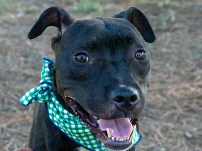 Cabbage, Mixed Breed, young, available for adoption