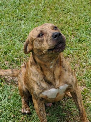 A brindle-colored dog sitting on green grass, looking upwards.