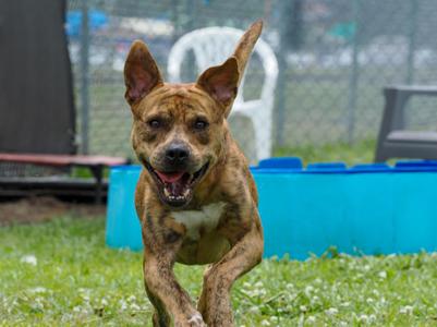 Baby Boy, Mixed Breed, adult, available for adoption
