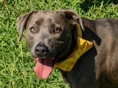 Bowie, Mixed Breed, adult, available for adoption