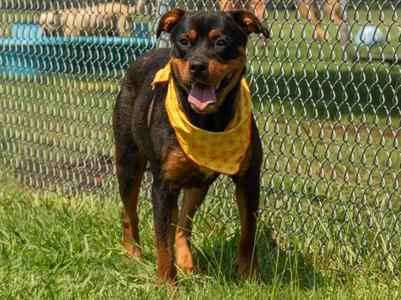 Casey, Mixed Breed, adult, available for adoption