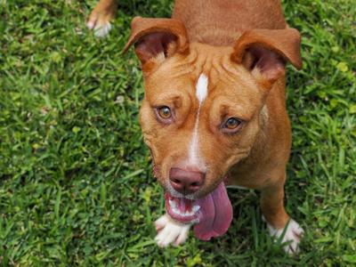 Coral, Mixed Breed, young, available for adoption