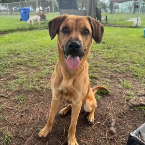 A brown dog with floppy ears and a black nose is sitting on the ground with its tongue out, looking at the camera. The background shows a grassy area with a fence and some objects in the distance.